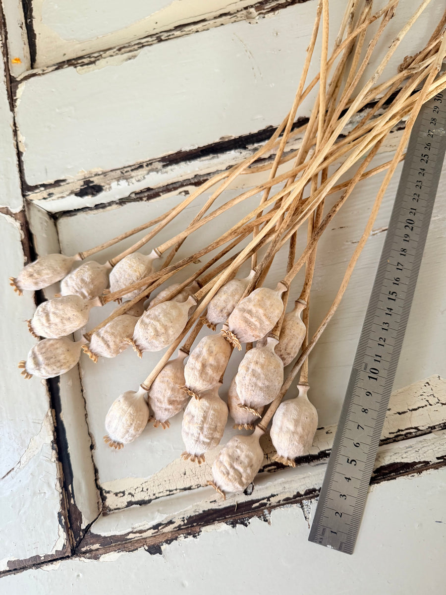 Naturally Dried Poppy Pods* / Papaver - natural brown