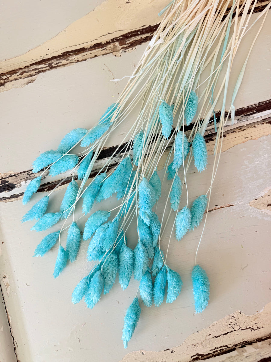 Dried Phalaris
