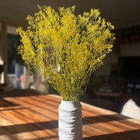 Preserved Delicate Baby's Breath - Gypsophila