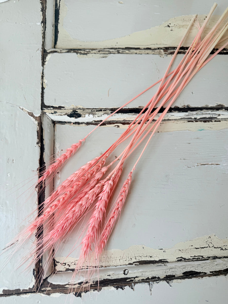 Dried Wheat