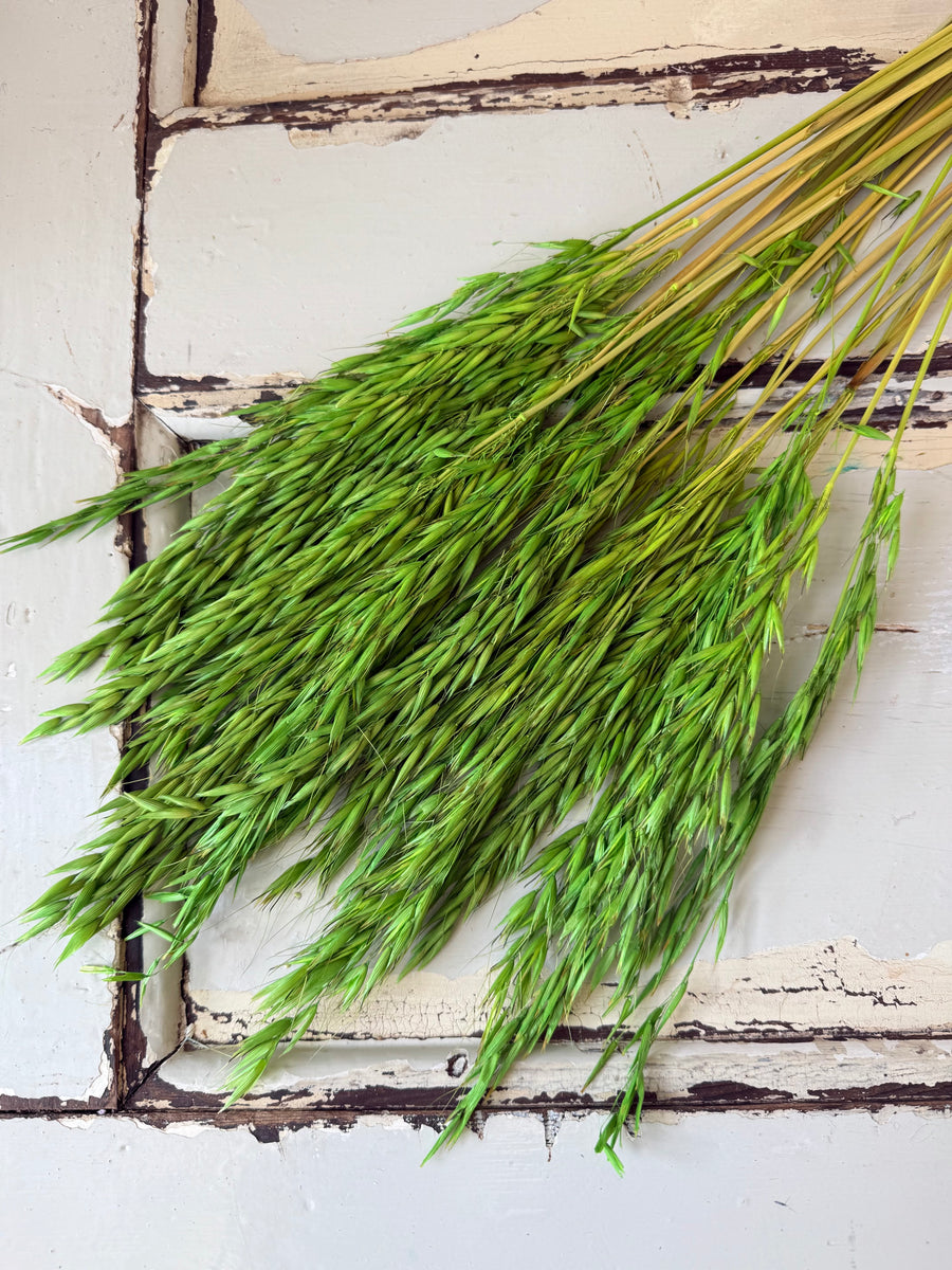 Naturally Dried / Coloured Oat / Avena