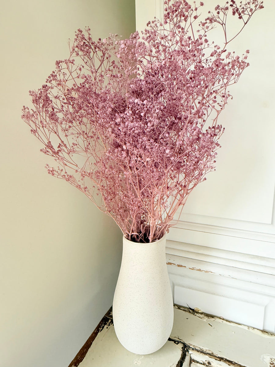Preserved Broom Bloom / Genista
