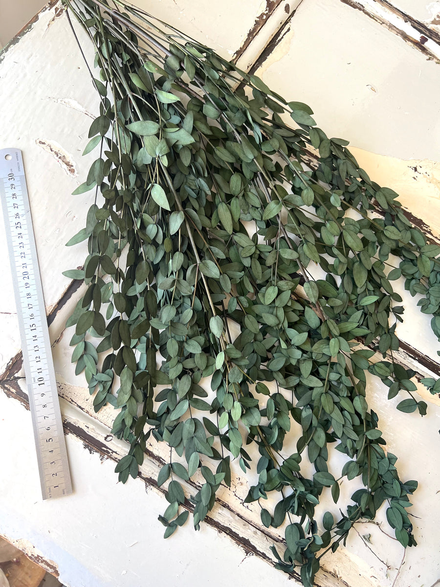 Preserved Eucalyptus | Parvifolia | Teadrop Thin Eucalyptus Gum