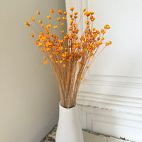 Dried Little Star / Baby Blue / Stardust / Baby Daisy / Star Daisy / Glixia