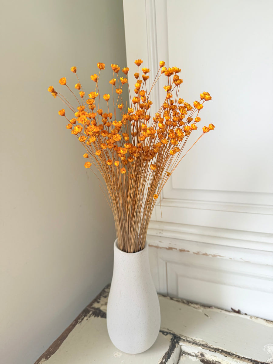 Dried Little Star / Baby Blue / Stardust / Baby Daisy / Star Daisy / Glixia