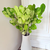 Outlet & Sample [flower stems / greenery]