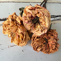 Dried Rose