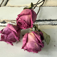 Dried Rose
