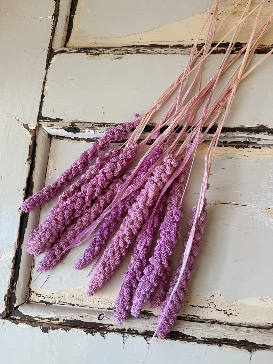 Dried Setaria / Foxtail Millet