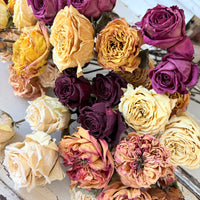 Dried Rose