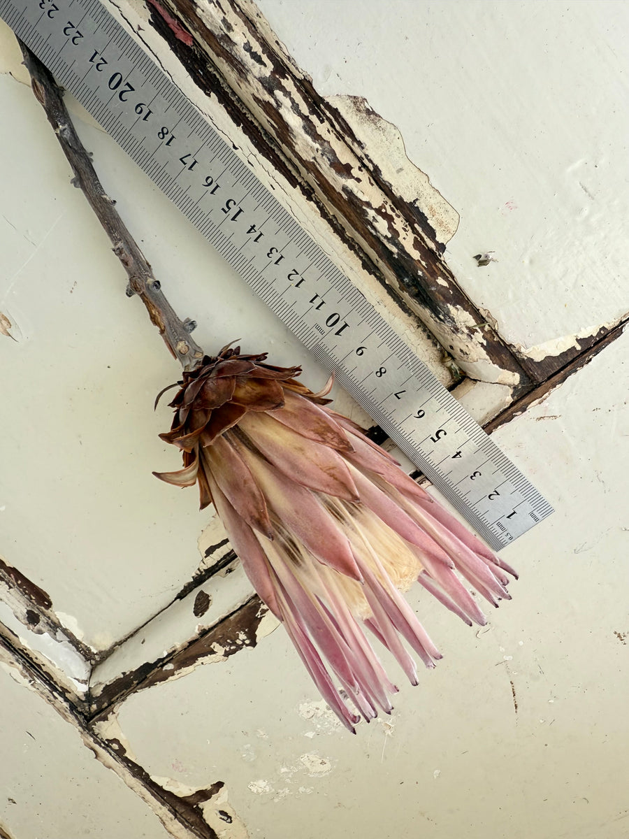 Naturally Dried Banksia & King Protea & Protea - Australian Native