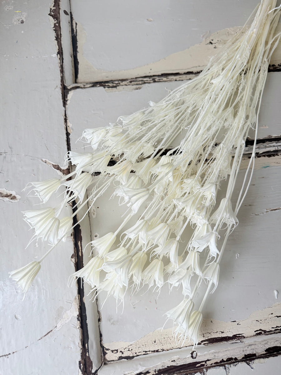Naturally Dried / Coloured Nigella Flower