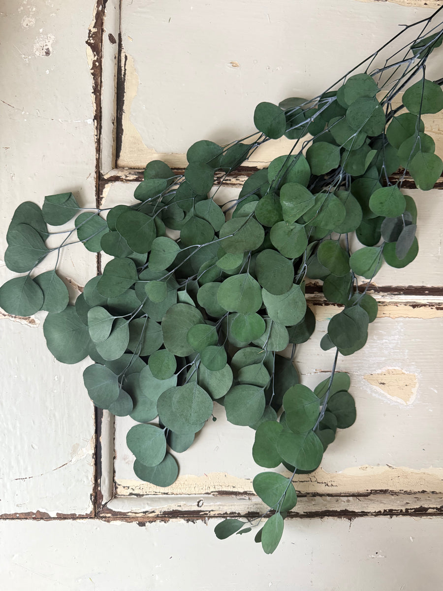 Preserved Eucalyptus / Gum