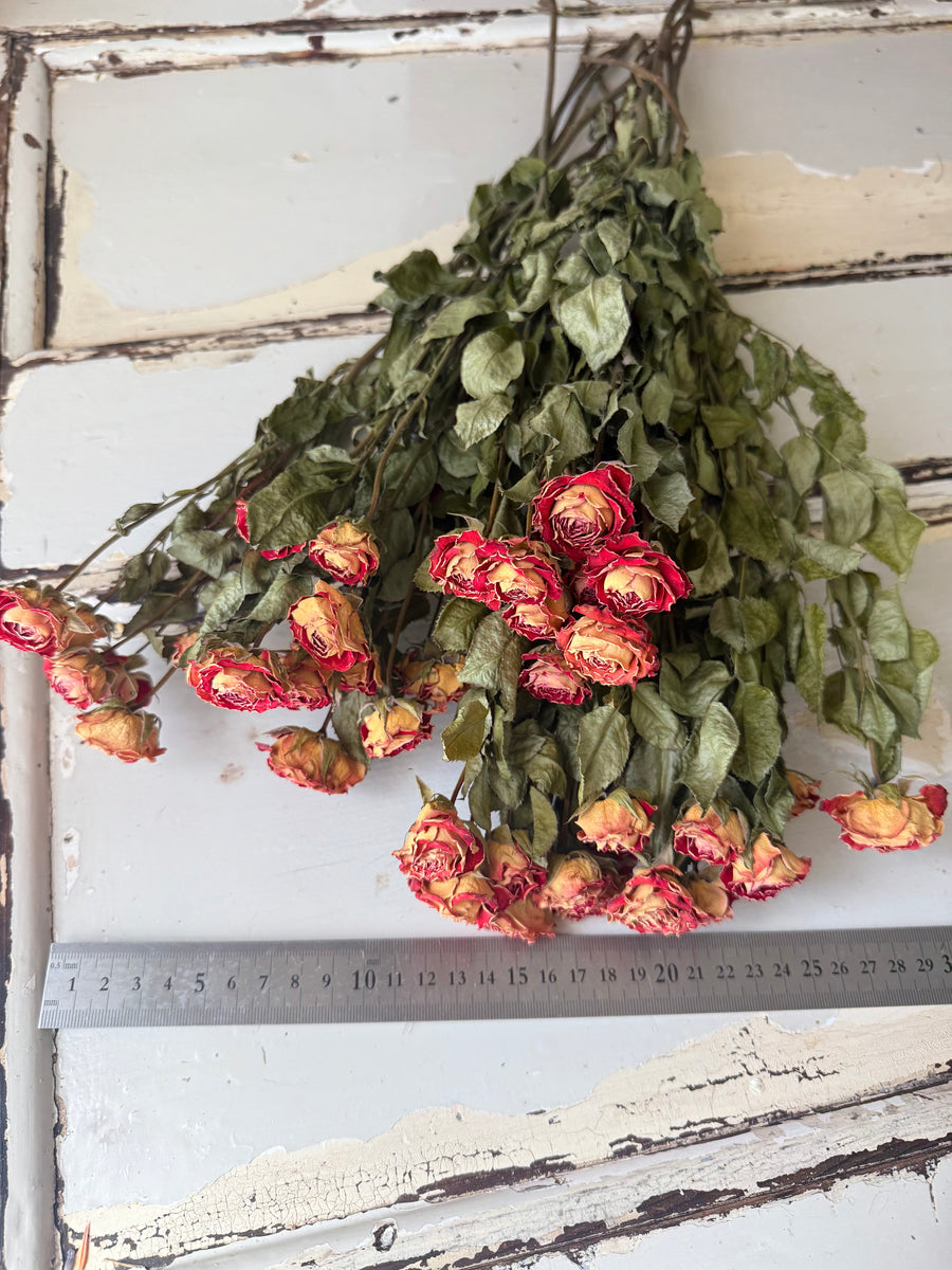 Naturally Dried Spray Rose