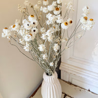 Naturally Dried Mini Everlasting Paper Daisy / Ammobium Daisy / Winged Everlasting - White