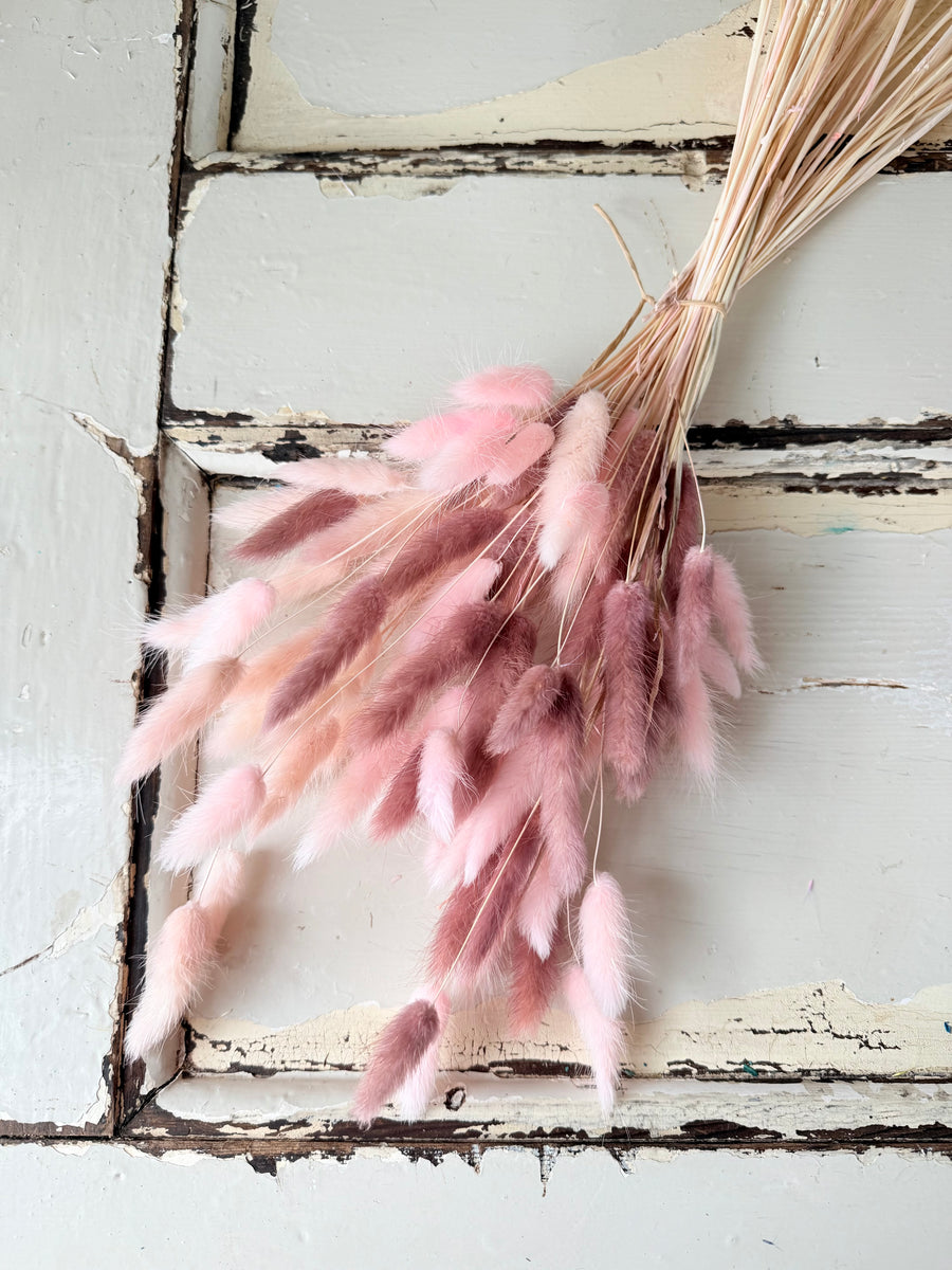 干兔尾/兔尾草