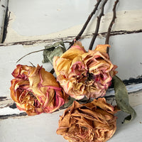 Dried Rose