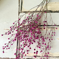 Dried Stirlingia with pods
