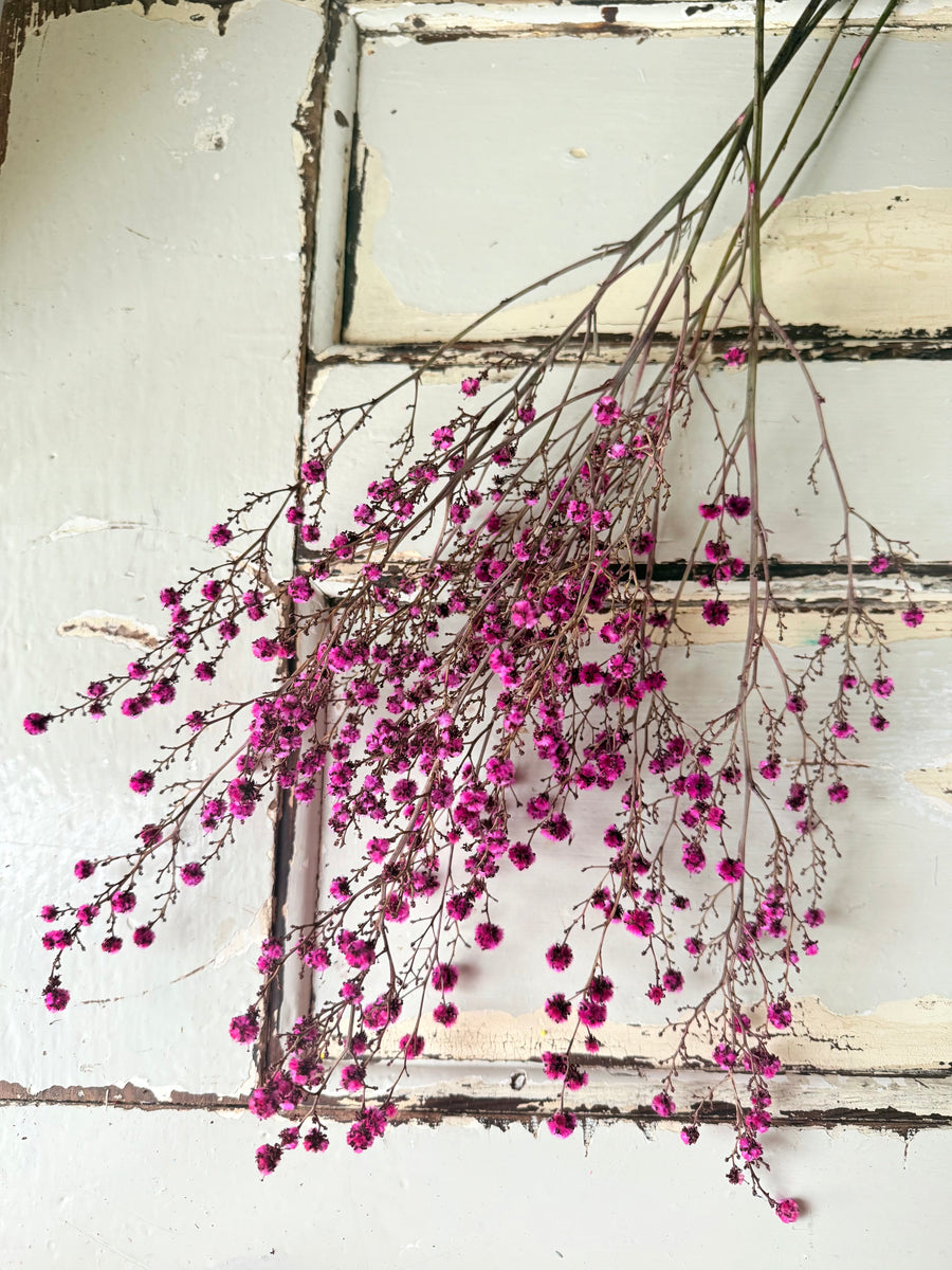 Dried Stirlingia with pods