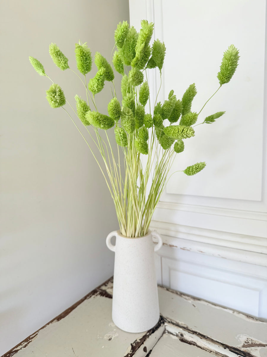 Dried Phalaris