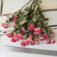 Naturally Dried Spray Rose