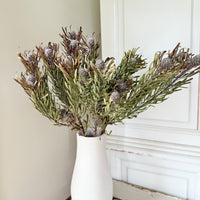 Leafy Leucadendron / Silver Tree - Green Native