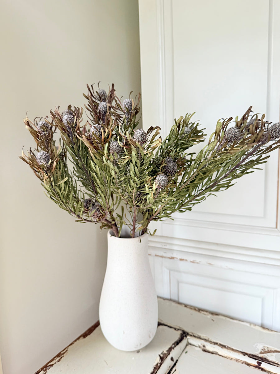 Leafy Leucadendron / Silver Tree - Green Native