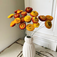 Dried Strawflower Daisy flower bunch - Helichrysum / Everlasting / Paper Daisy - stems / heads - Australian Native