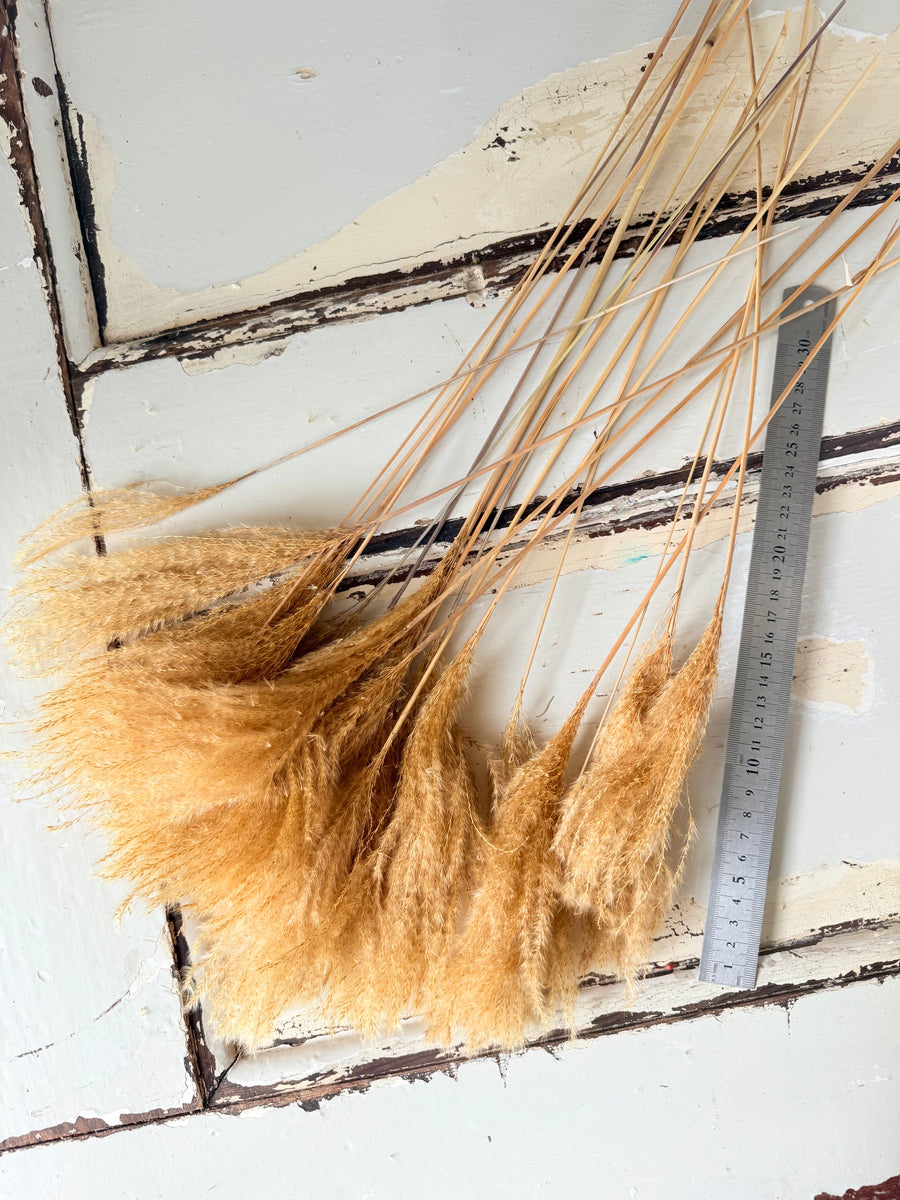 Naturally Dried Reed Canary Grass / Mischanthus Grass / Mini Pampas Grass