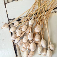 Naturally Dried Poppy Pods* / Papaver - natural brown