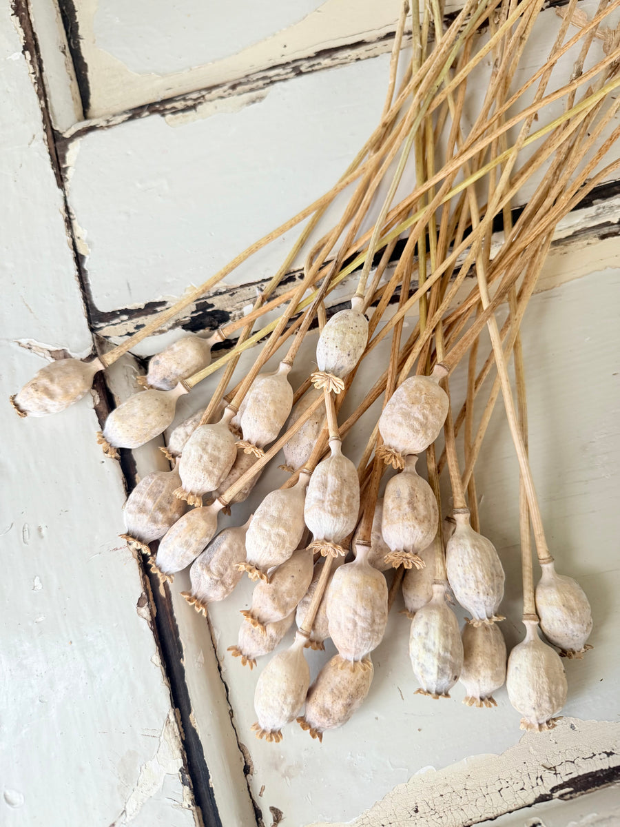 Naturally Dried Poppy Pods* / Papaver - natural brown