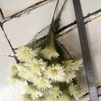 Naturally Dried Philyca Flowers - natural green beige