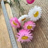 Naturally Dried Rhodanthe Everlasting Daisy - Medium / Large - white / pink