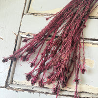 Outlet & Sample [flower stems / greenery]