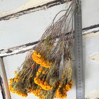 Naturally Dried Verticordia Nitens / Christmas Morrison / Myrtle - natural orange