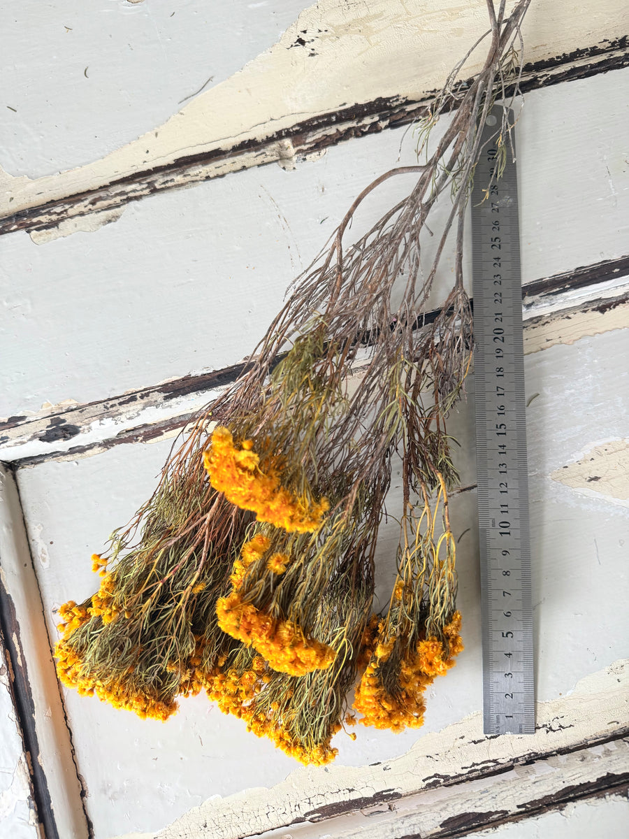 Naturally Dried Verticordia Nitens / Christmas Morrison / Myrtle - natural orange