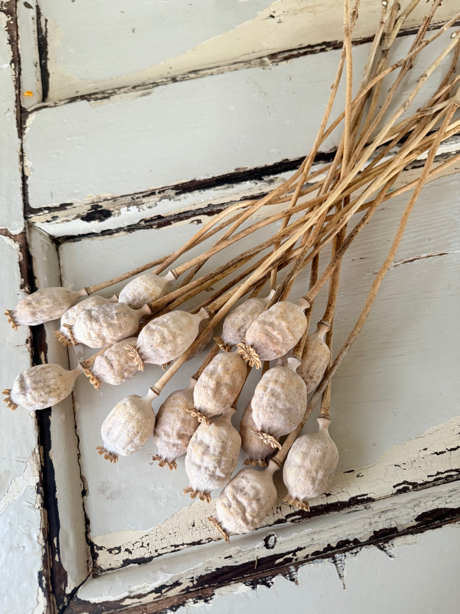 Naturally Dried Poppy Pods* / Papaver - natural brown