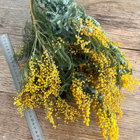 Naturally Dried Wattle / Mimosa / Acacia Flowers - Australian Native - natural yellow