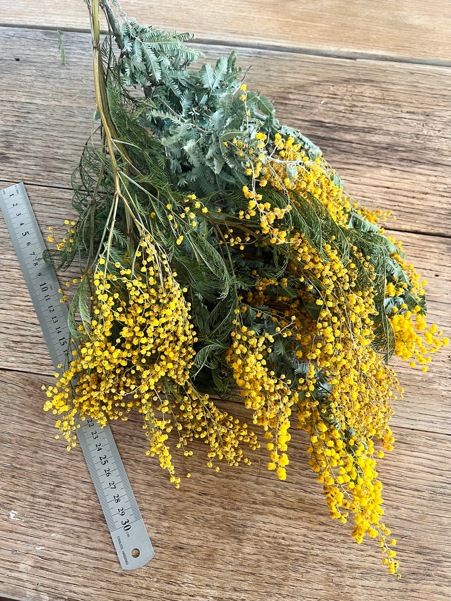 Naturally Dried Wattle / Mimosa / Acacia Flowers - Australian Native - natural yellow