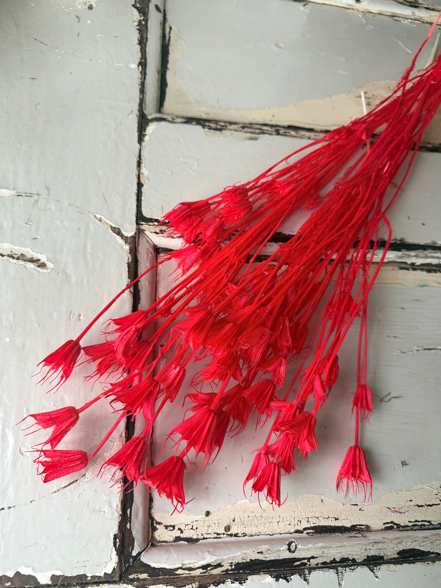Naturally Dried / Coloured Nigella Flower