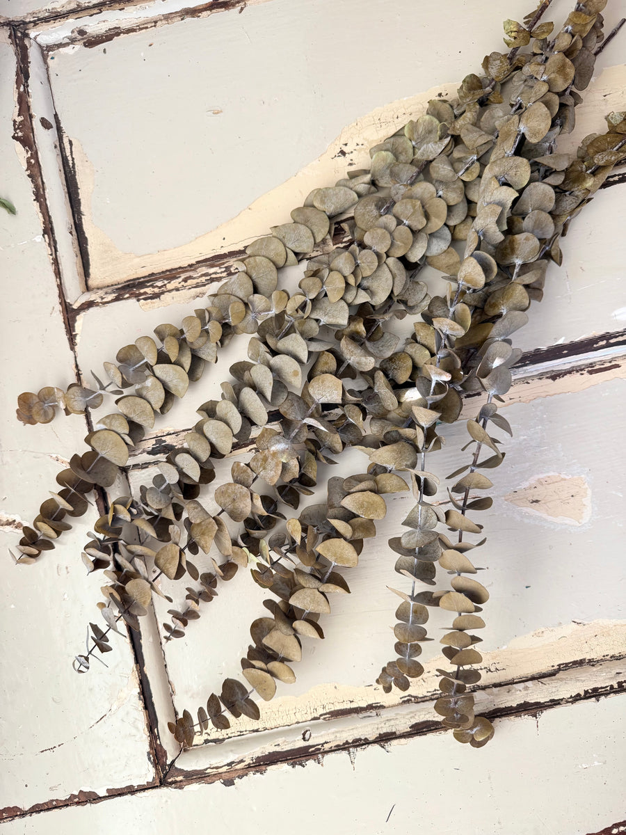 Preserved Eucalyptus / Gum