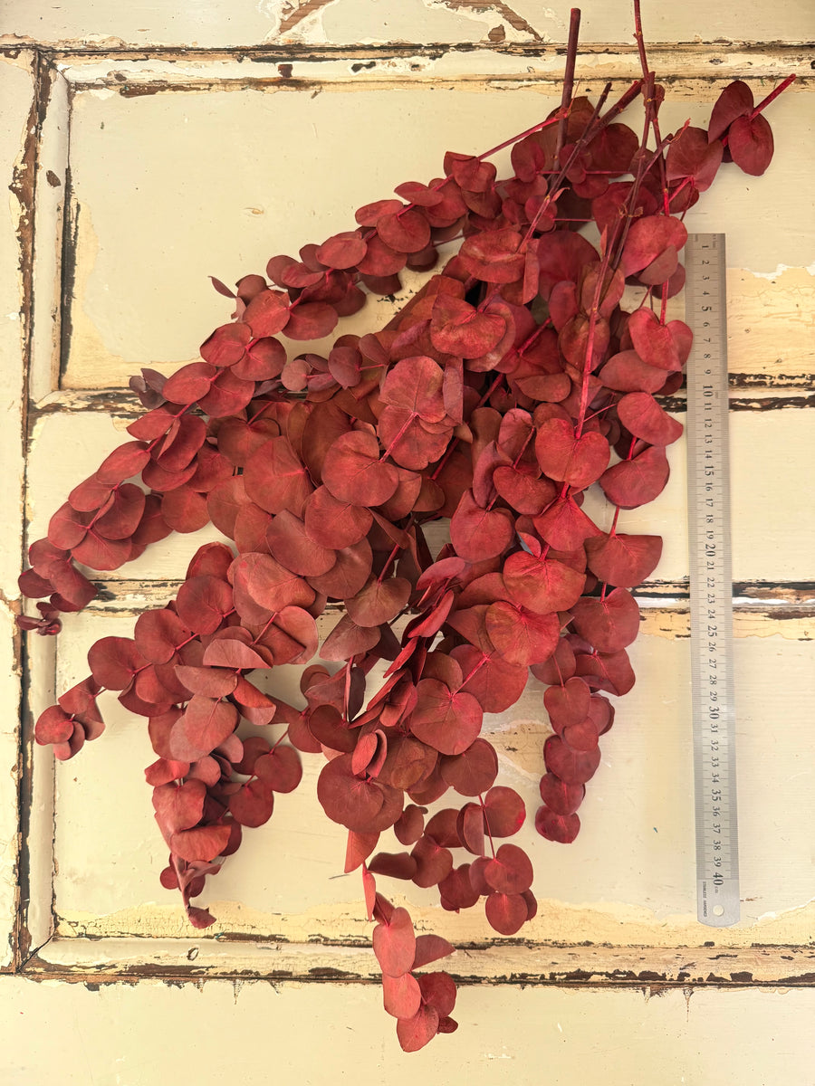 Preserved Eucalyptus / Gum