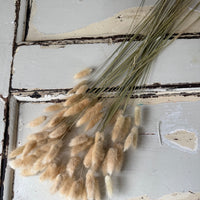 Dried Bunny Tail / Lagurus Ovatus