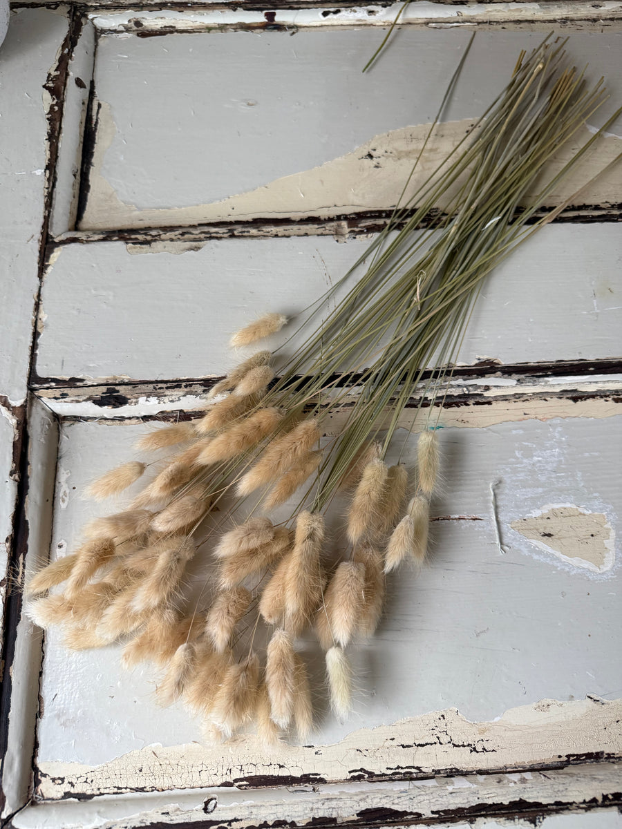 Dried Bunny Tail / Lagurus Ovatus