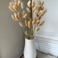 Dried Bunny Tail / Lagurus Ovatus