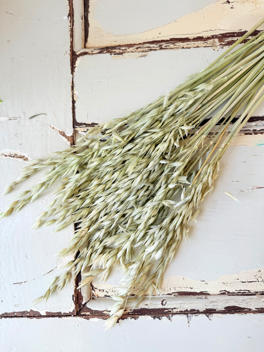Naturally Dried / Coloured Oat / Avena