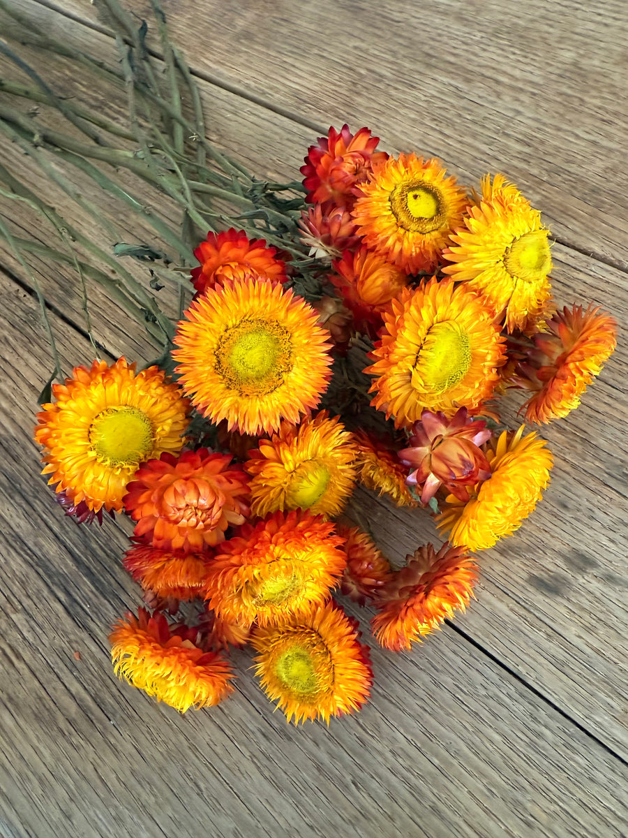 Naturally Dried Strawflower Daisy flower bunch - Helichrysum / Everlasting / Paper Daisy - stems / heads
