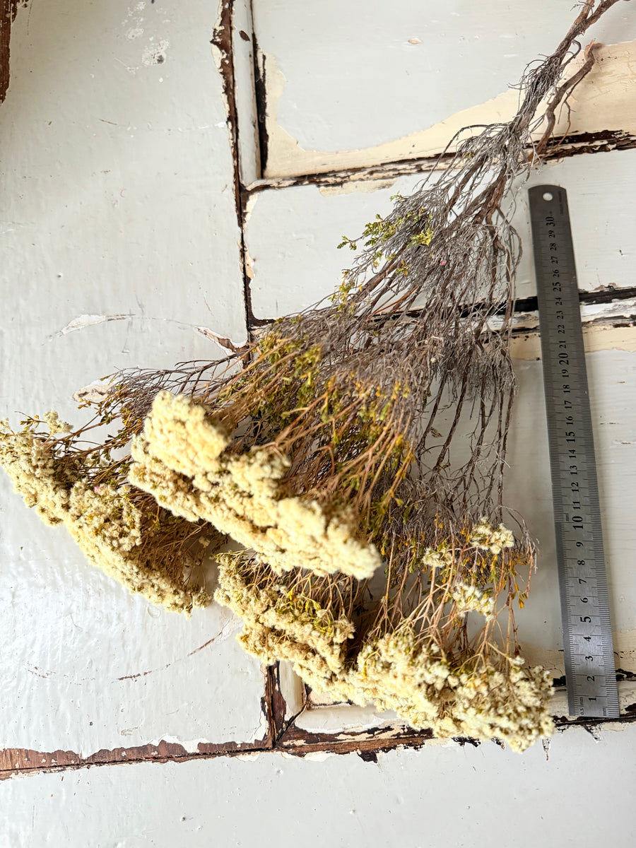 Naturally Dried Brownii / Verticordia