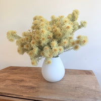 雏菊和含羞草花束[M] 保鲜干花