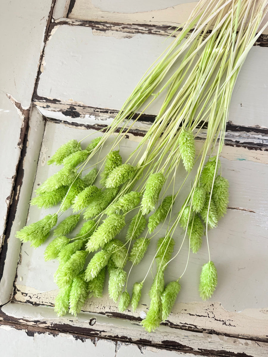 Dried Phalaris